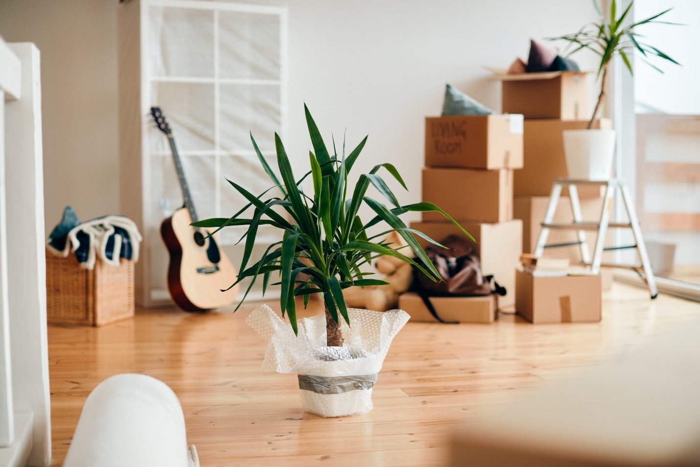boxes,plants,pots